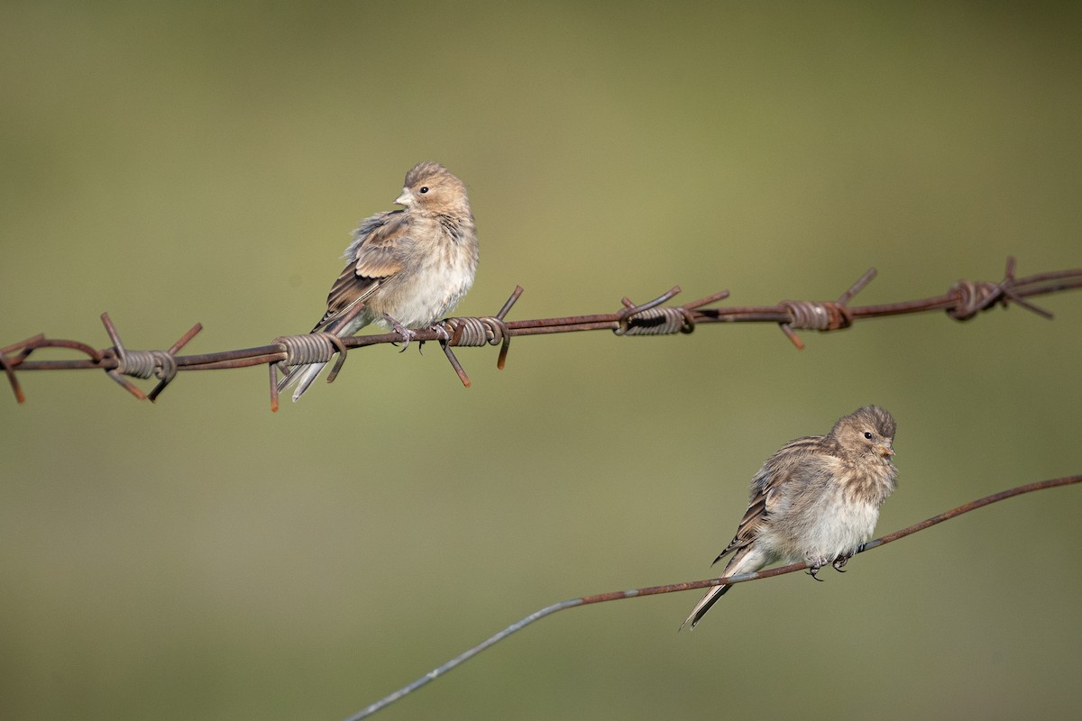 Twite - ML644133115