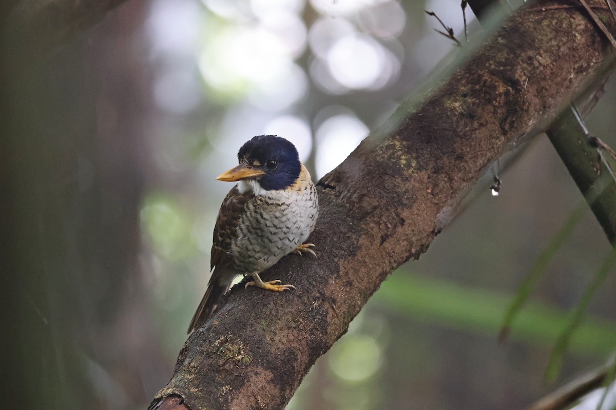 Martin-chasseur royal - ML644133117