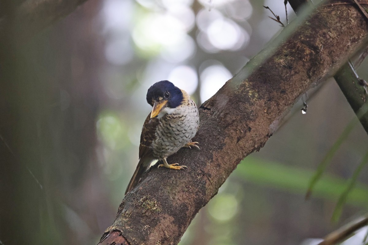 Martin-chasseur royal - ML644133118