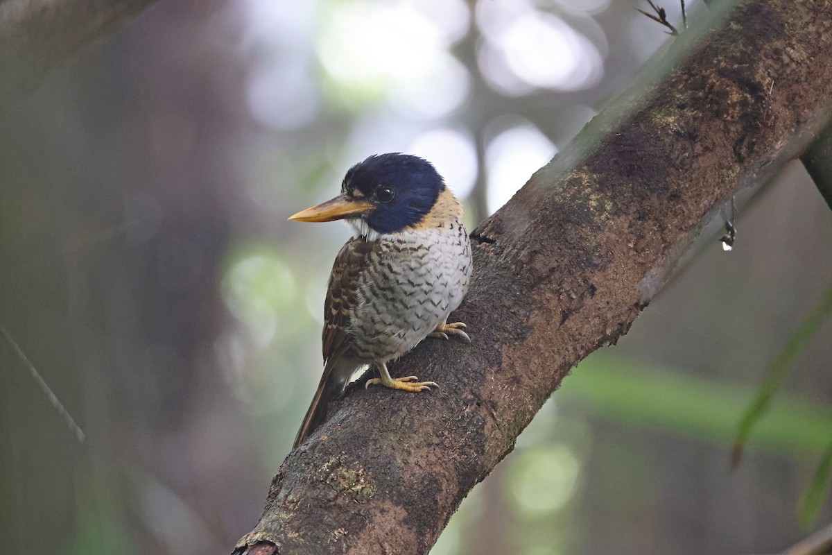 Martin-chasseur royal - ML644133119