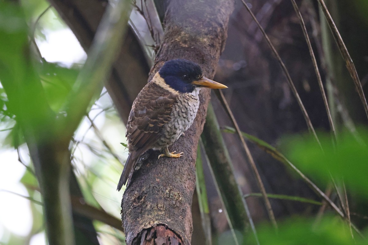 Martin-chasseur royal - ML644133120