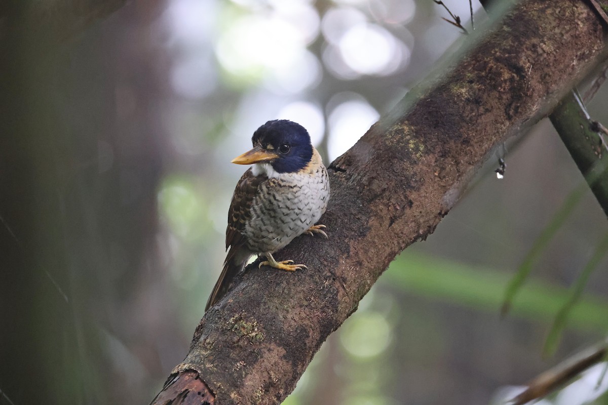 Martin-chasseur royal - ML644133121