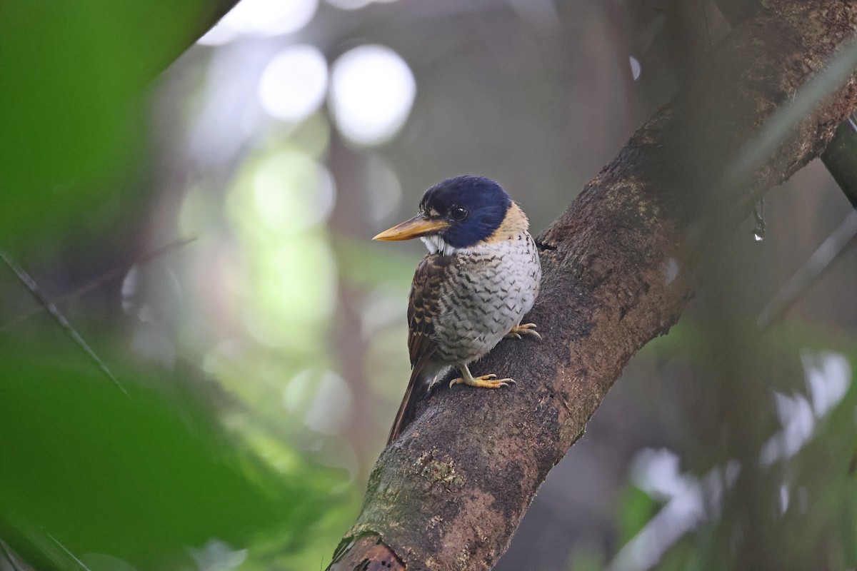 Martin-chasseur royal - ML644133122