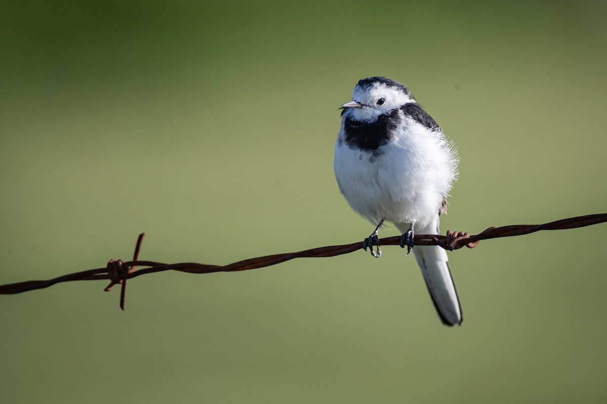 White Wagtail - ML644133123