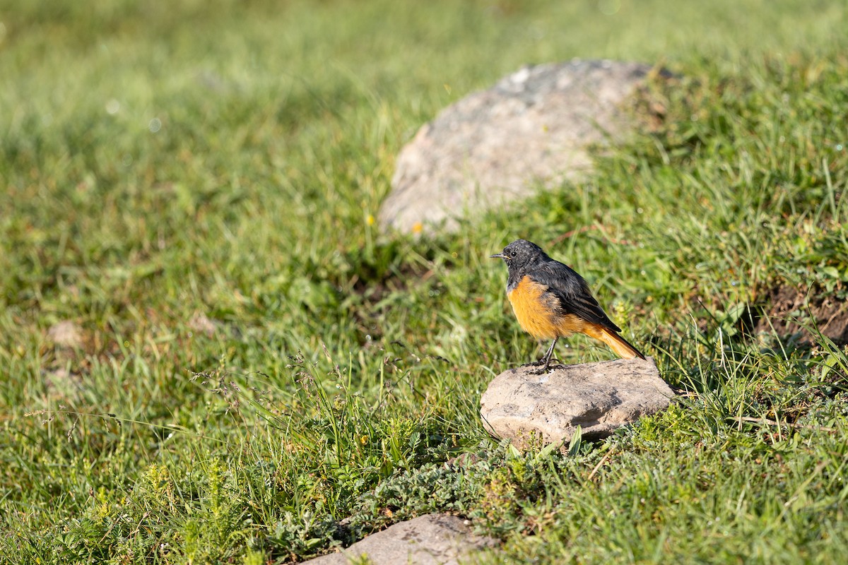 Black Redstart - ML644133128