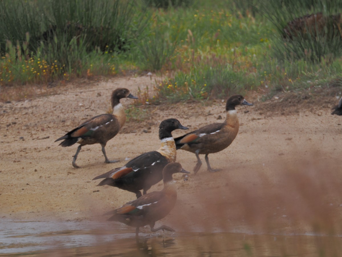 Tadorne d'Australie - ML644133130
