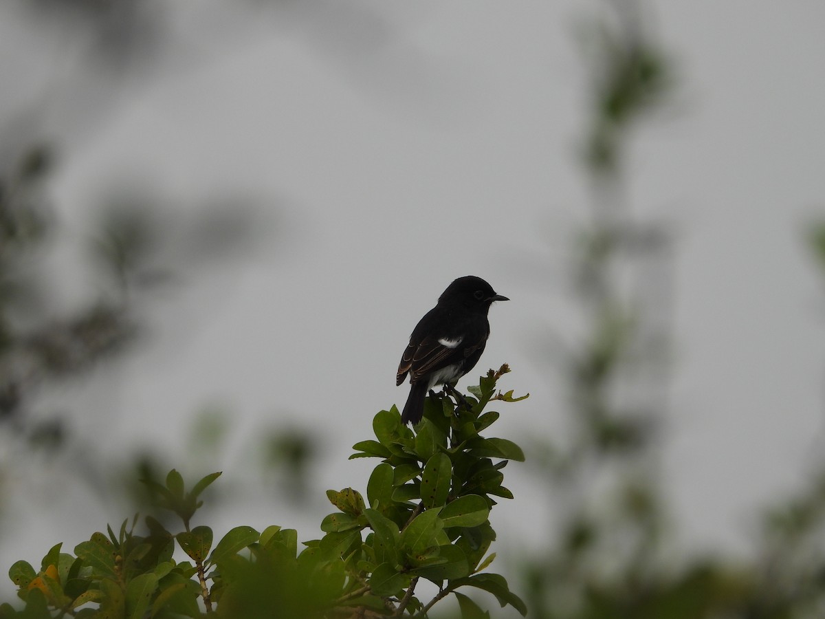 Pied Bushchat - ML644133131
