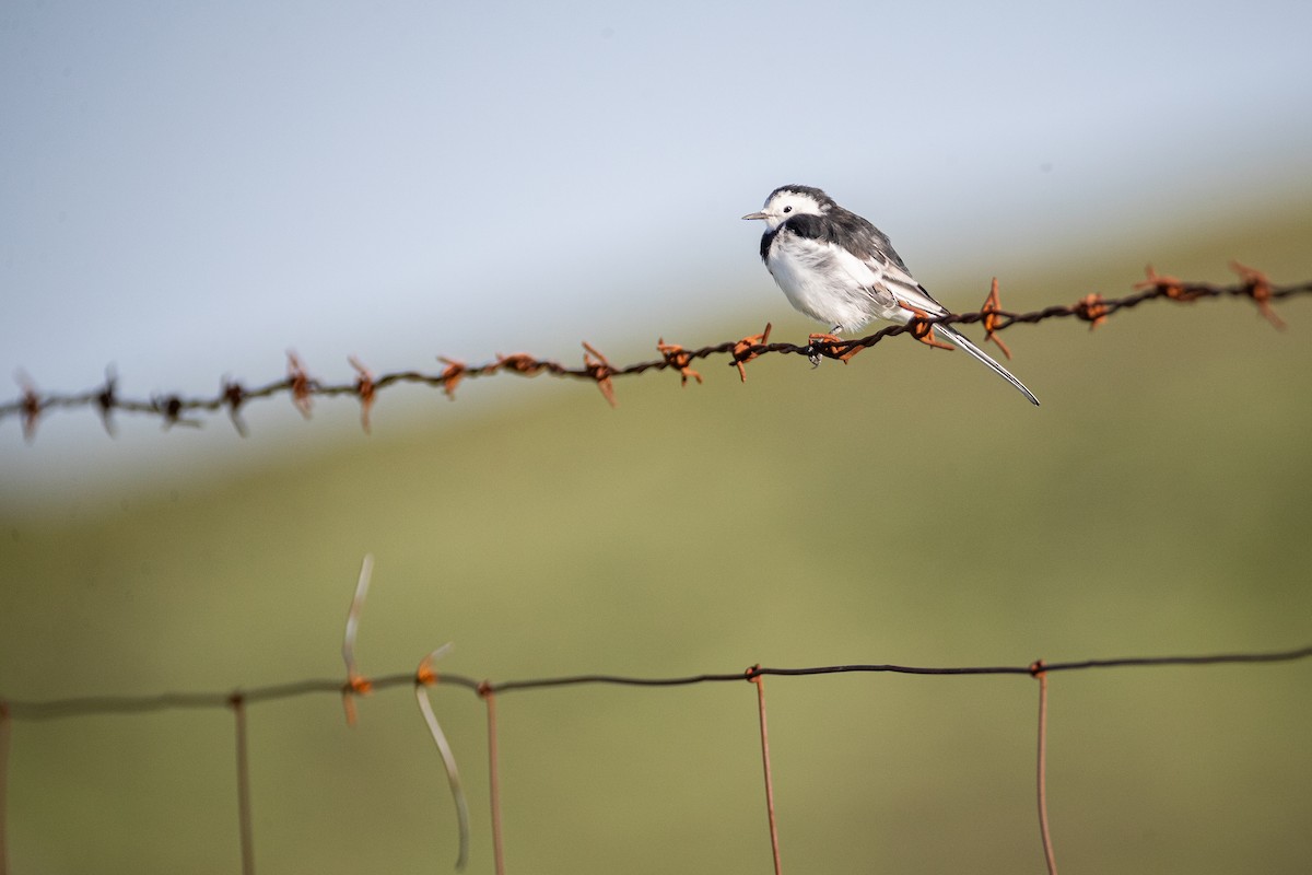 White Wagtail - ML644133134