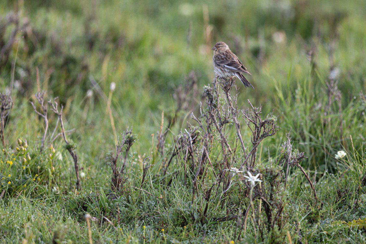 Twite - ML644133136
