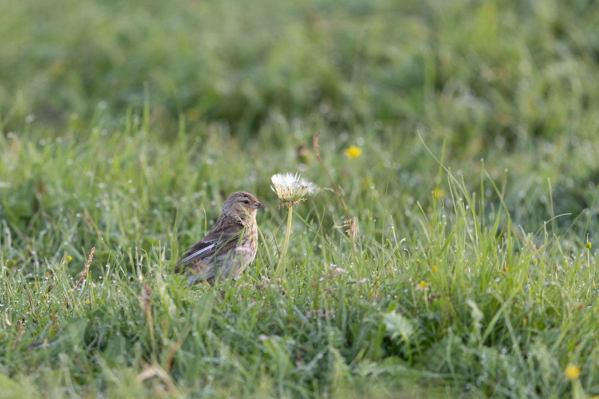 Twite - ML644133137