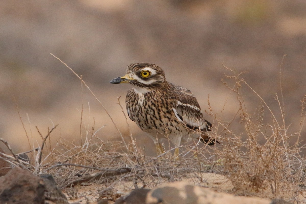 イシチドリ - ML644133140