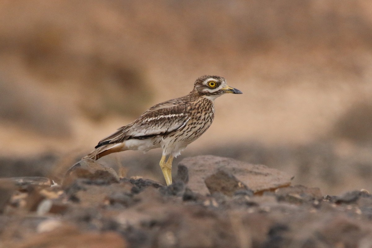 イシチドリ - ML644133141