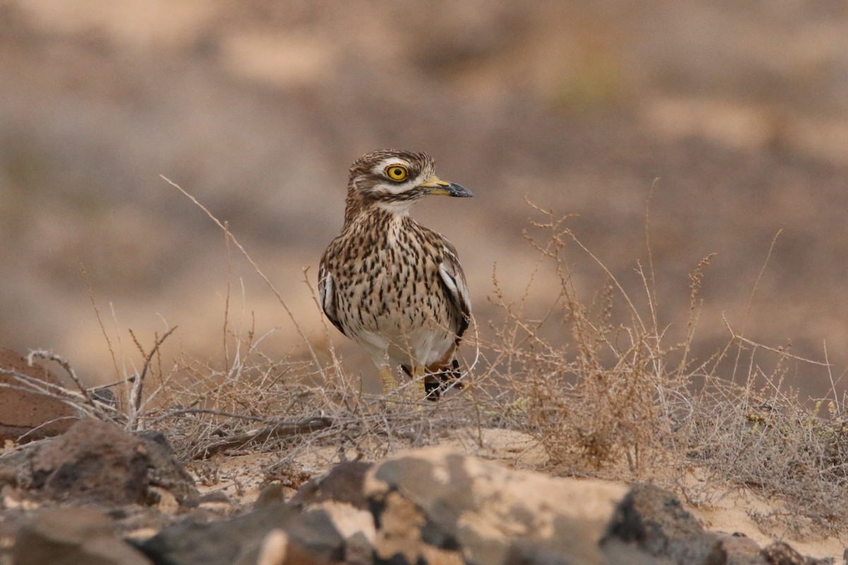 イシチドリ - ML644133142