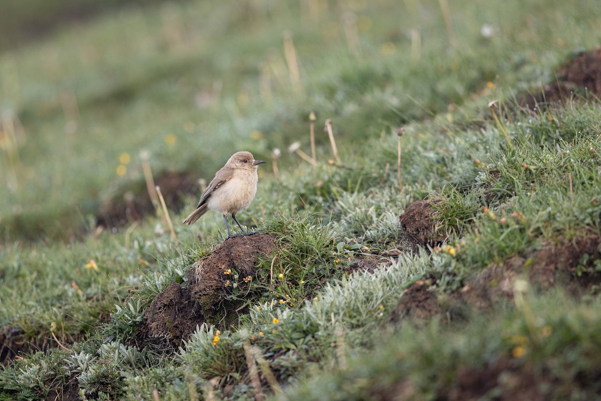 Ground Tit - ML644133147