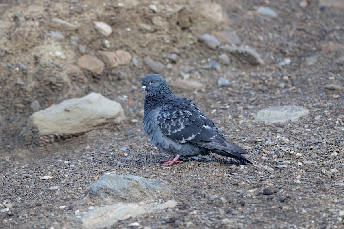 Rock Pigeon (Feral Pigeon) - ML644133150