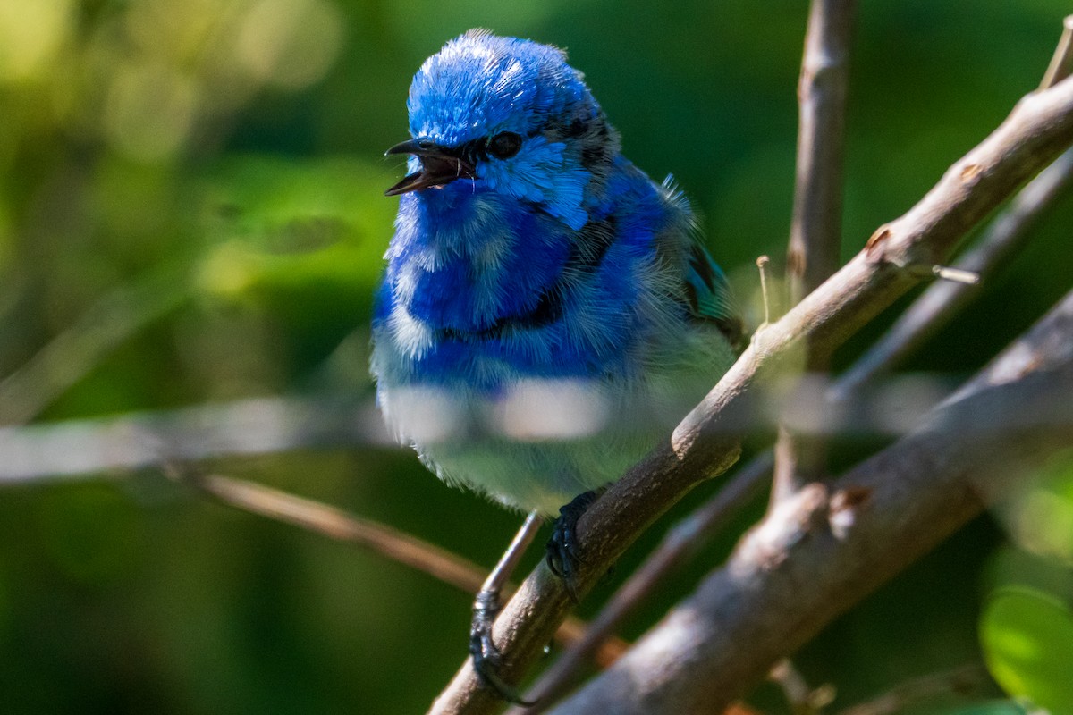 Splendid Fairywren - ML644133151
