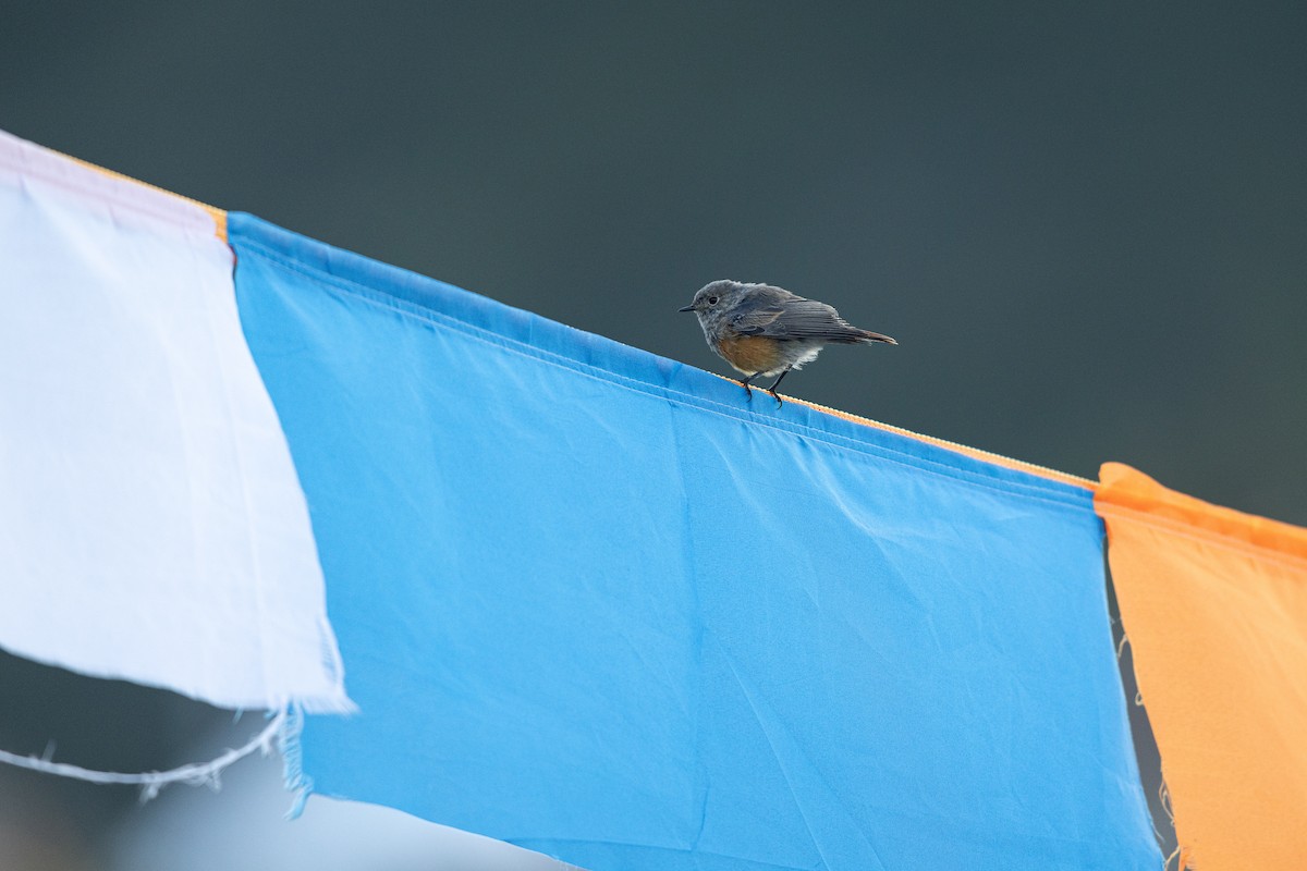 Black Redstart - ML644133154