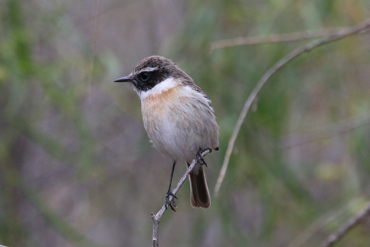 Fuerteventura Stonechat - ML644133158