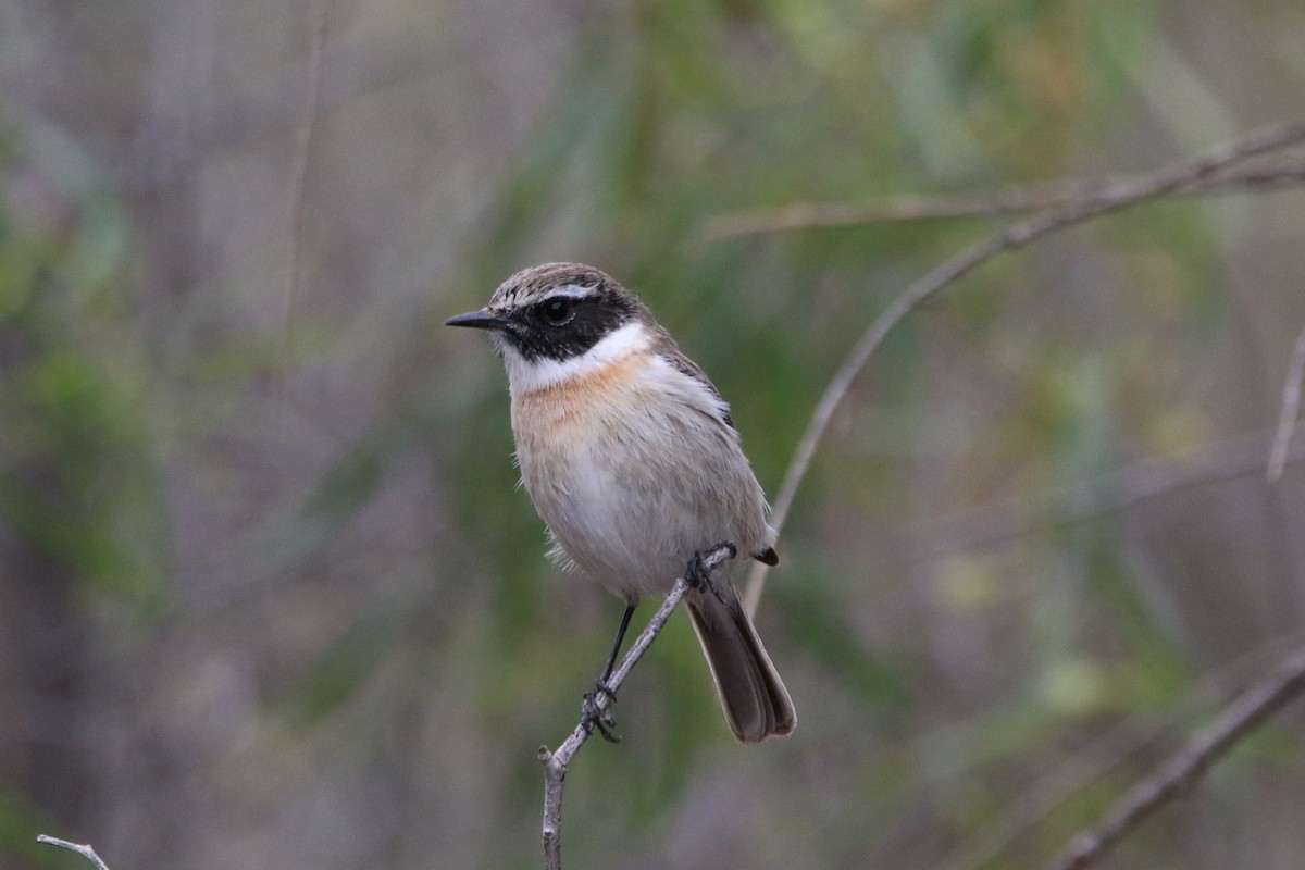 Fuerteventura Stonechat - ML644133159
