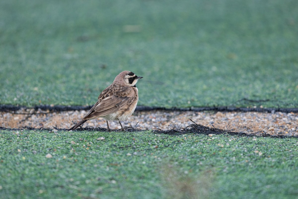 Horned Lark - ML644133161