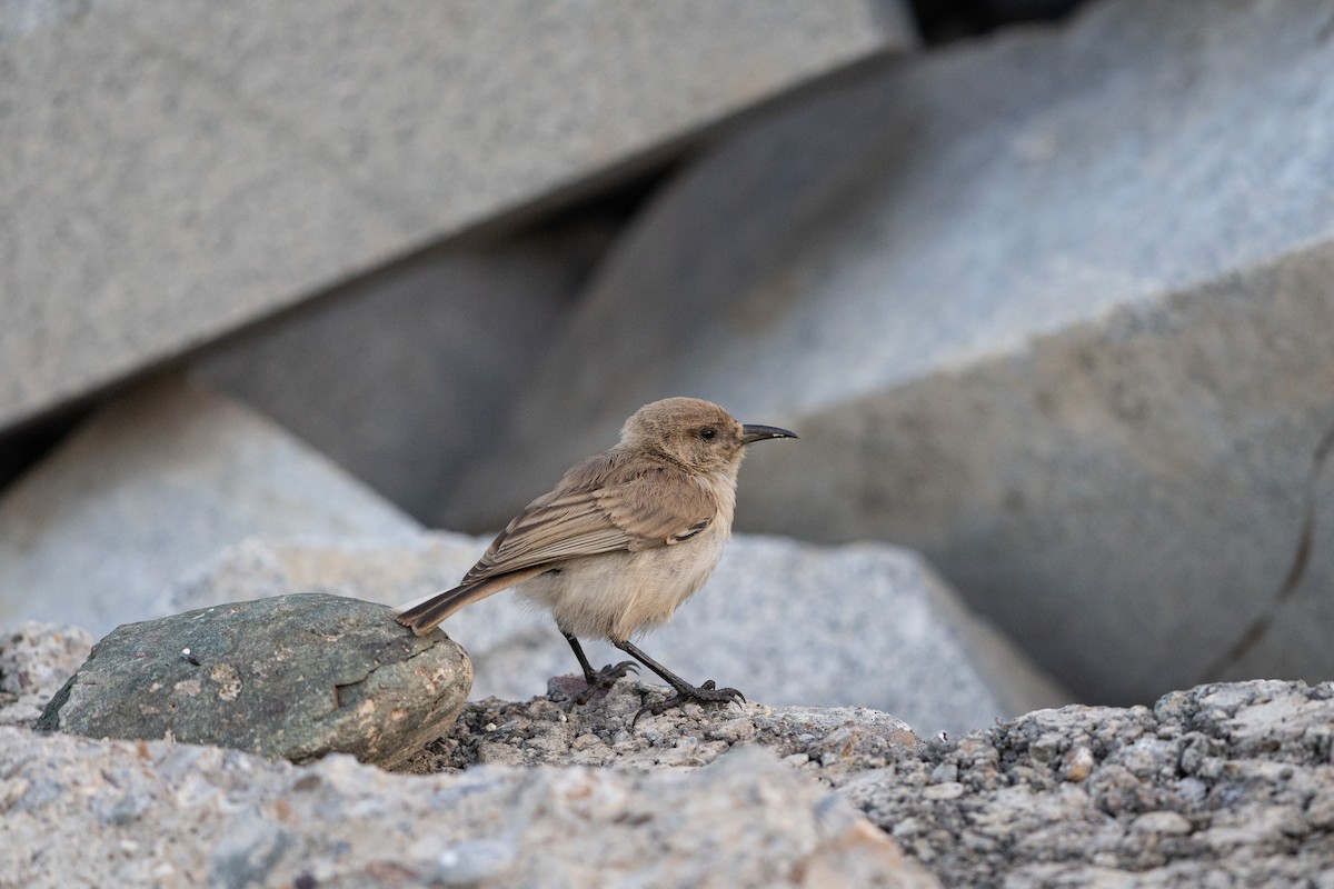 Ground Tit - ML644133179