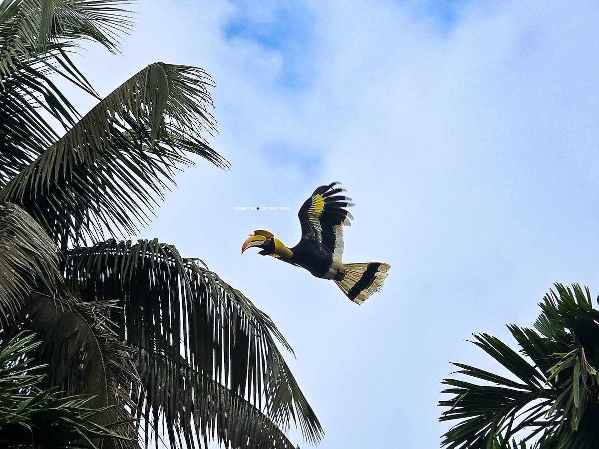 Great Hornbill - ML644133180