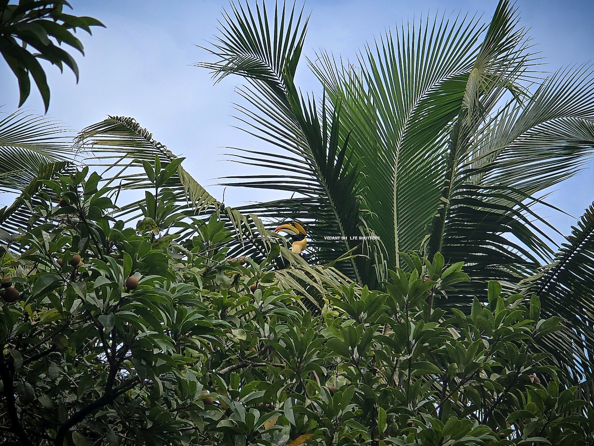 Great Hornbill - ML644133181