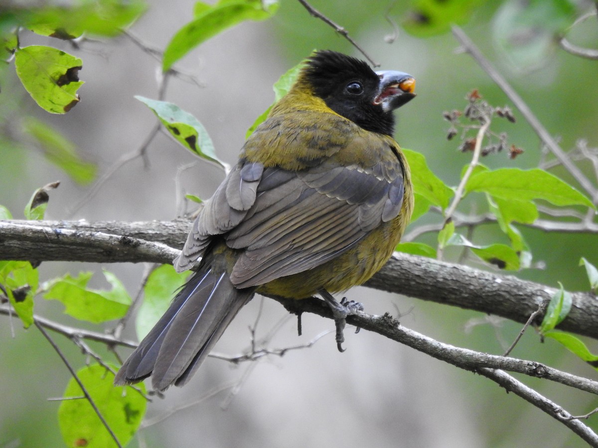 Crimson-collared Grosbeak - ML644133182