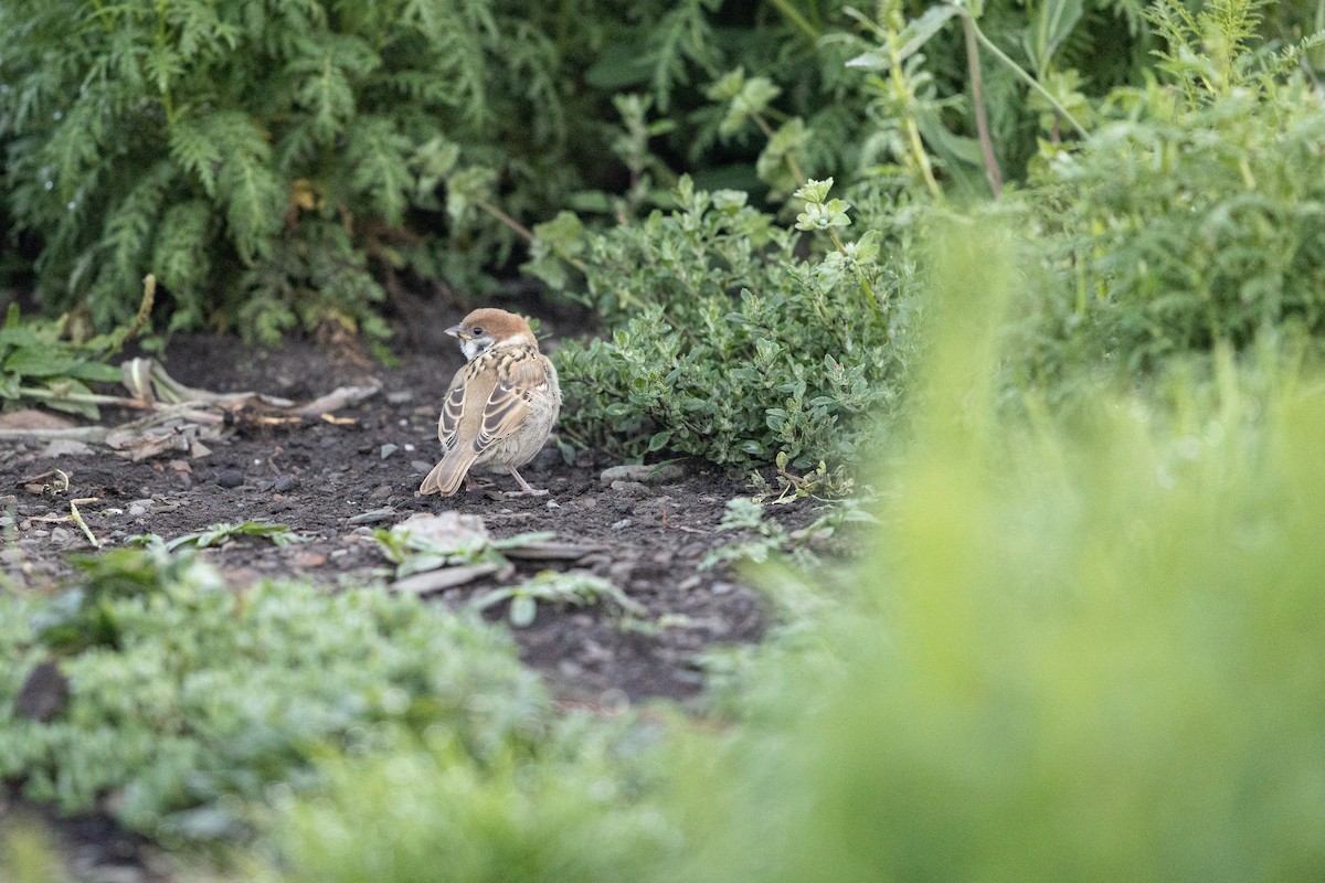 Eurasian Tree Sparrow - ML644133193
