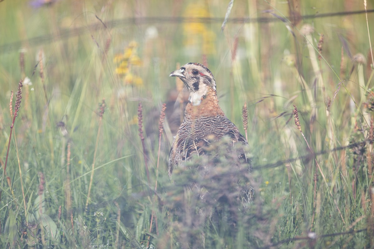 Tibetan Partridge - ML644133199