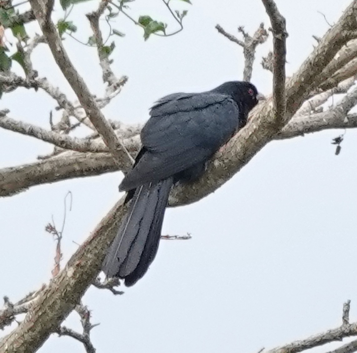 オーストラリアオニカッコウ（cyanocephalus／subcyanocephalus） - ML644133204