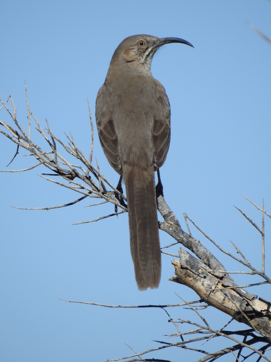 Crissal Thrasher - ML644133208