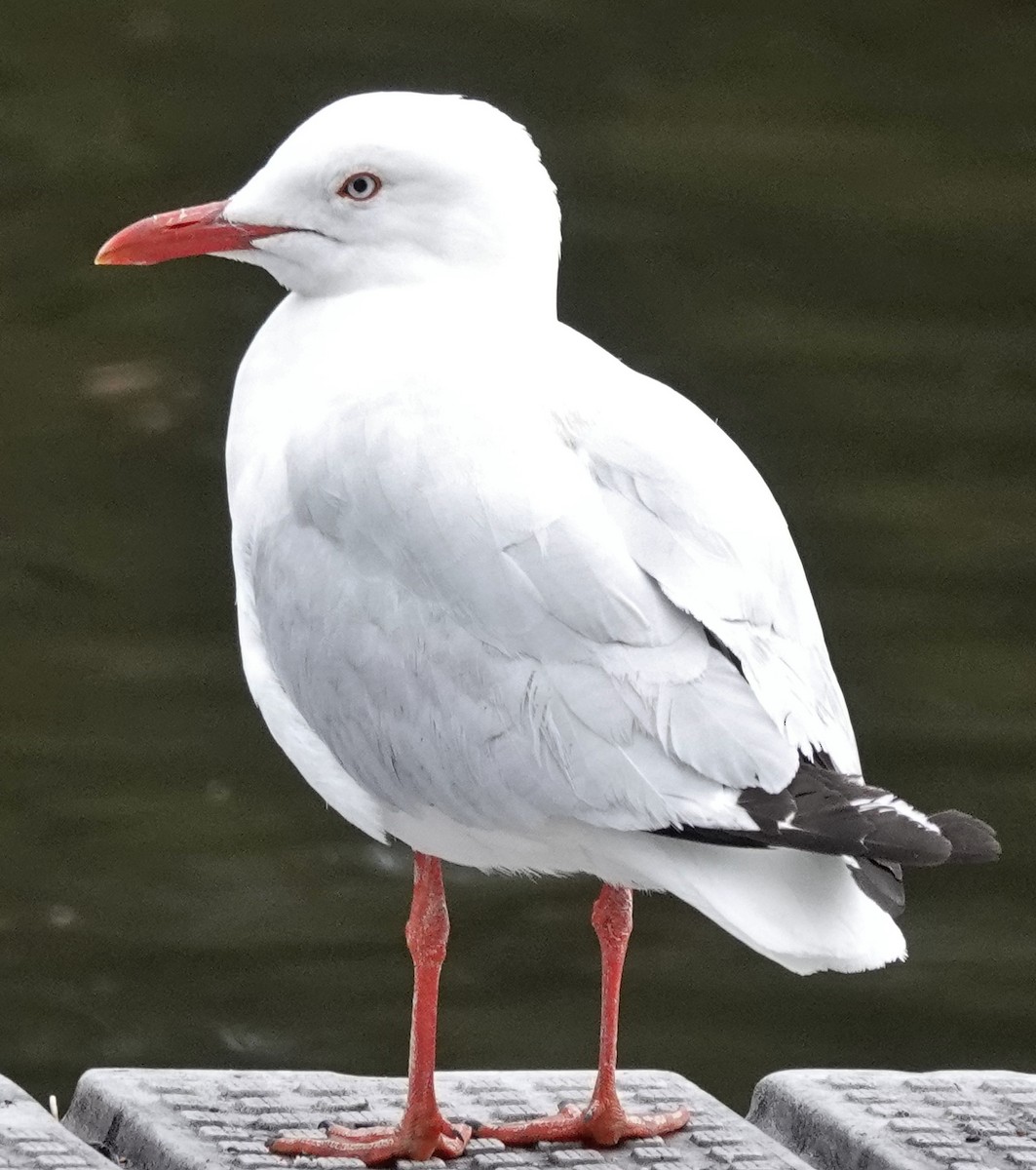 Silver Gull (Silver) - ML644133212