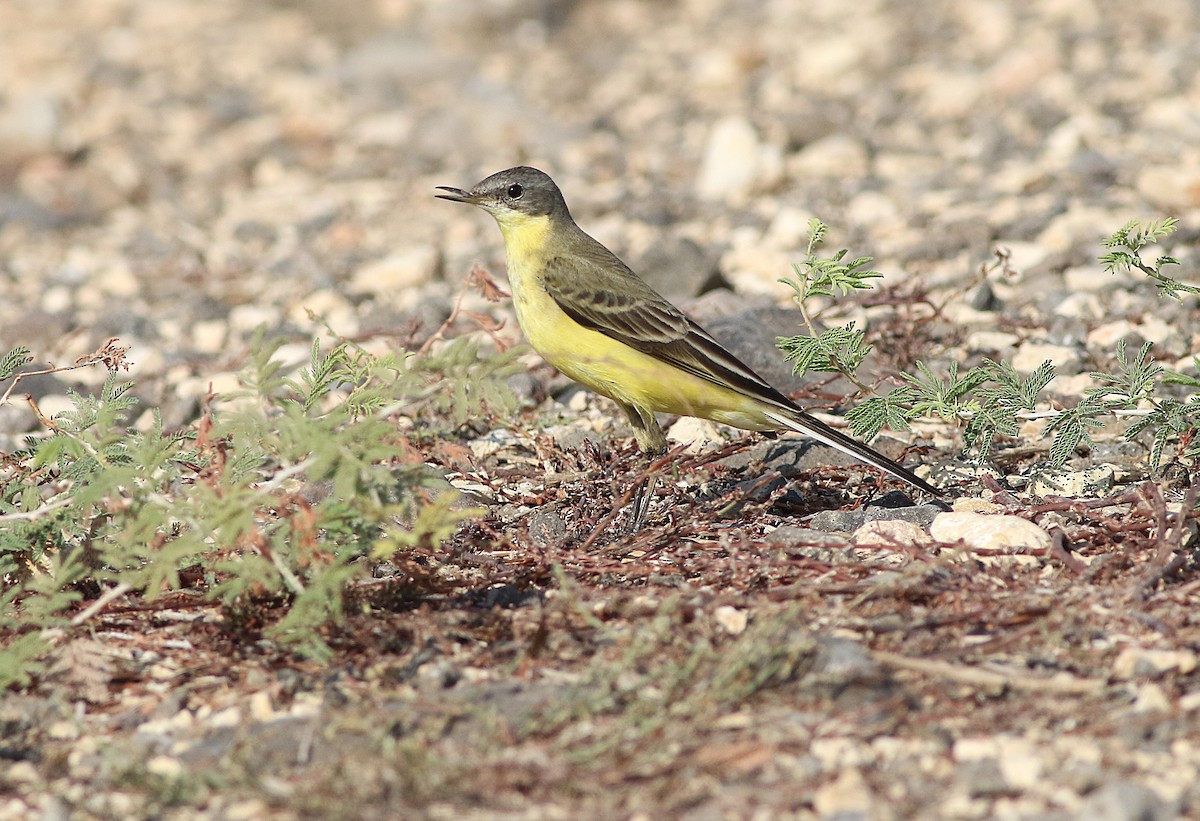 Western Yellow Wagtail - ML644133217