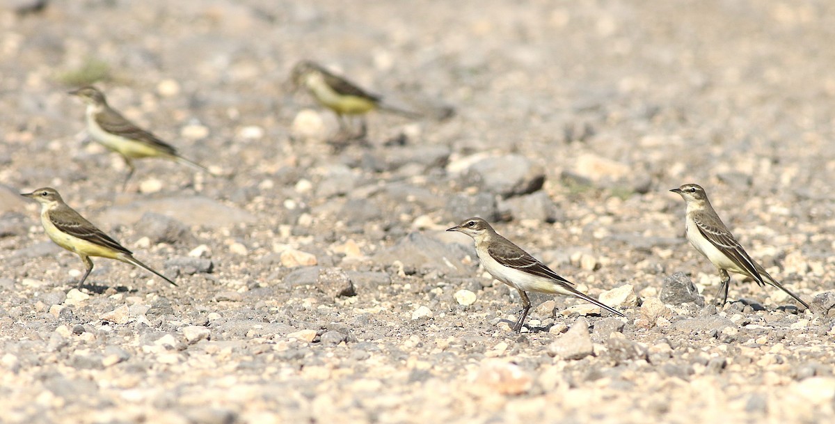 Western Yellow Wagtail - ML644133218