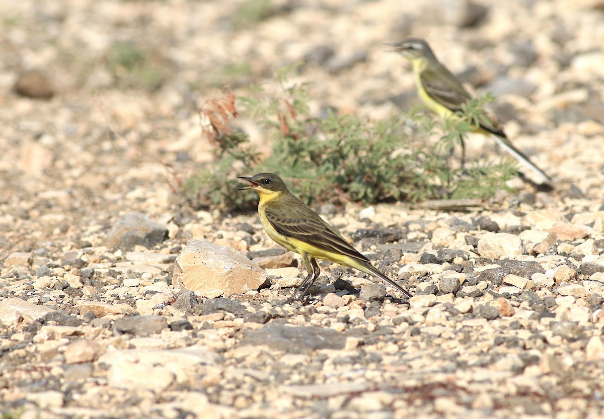 Western Yellow Wagtail - ML644133219
