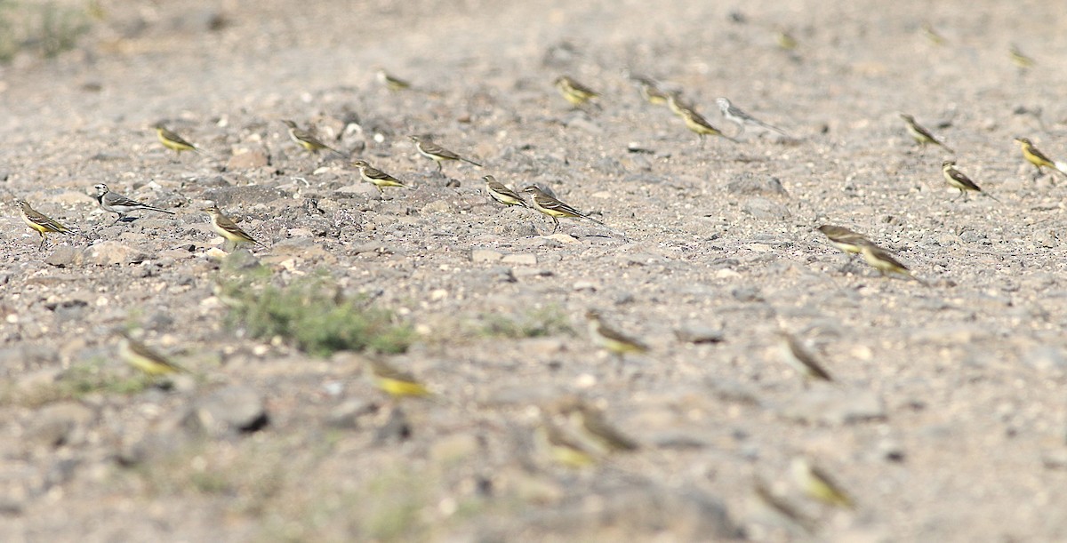 Western Yellow Wagtail - ML644133220