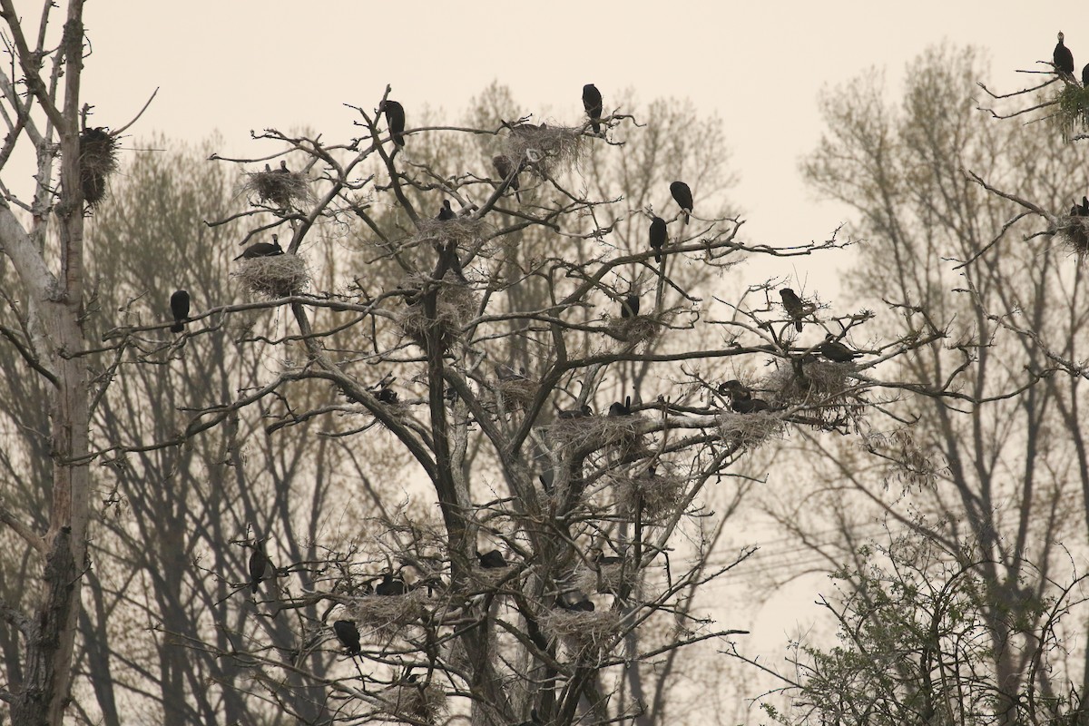 Great Cormorant - ML644133223