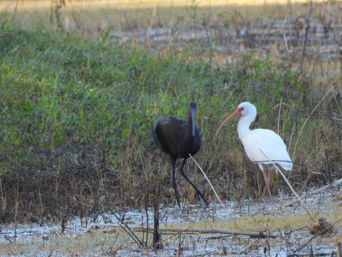 White-faced Ibis - ML644133235
