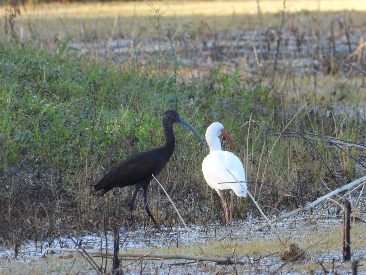 White-faced Ibis - ML644133236