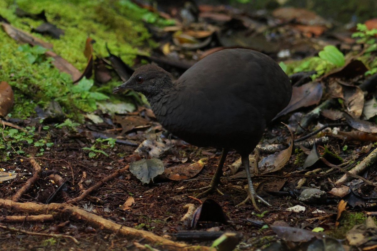 Cinereous Tinamou - ML644133242