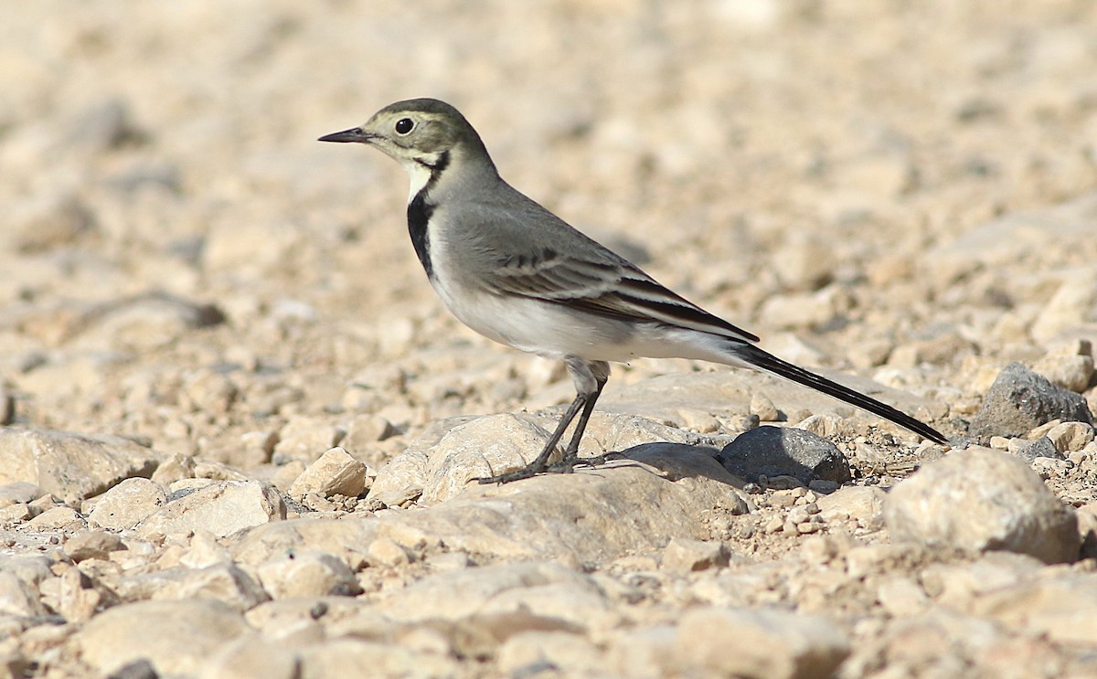 White Wagtail (White-faced) - ML644133244