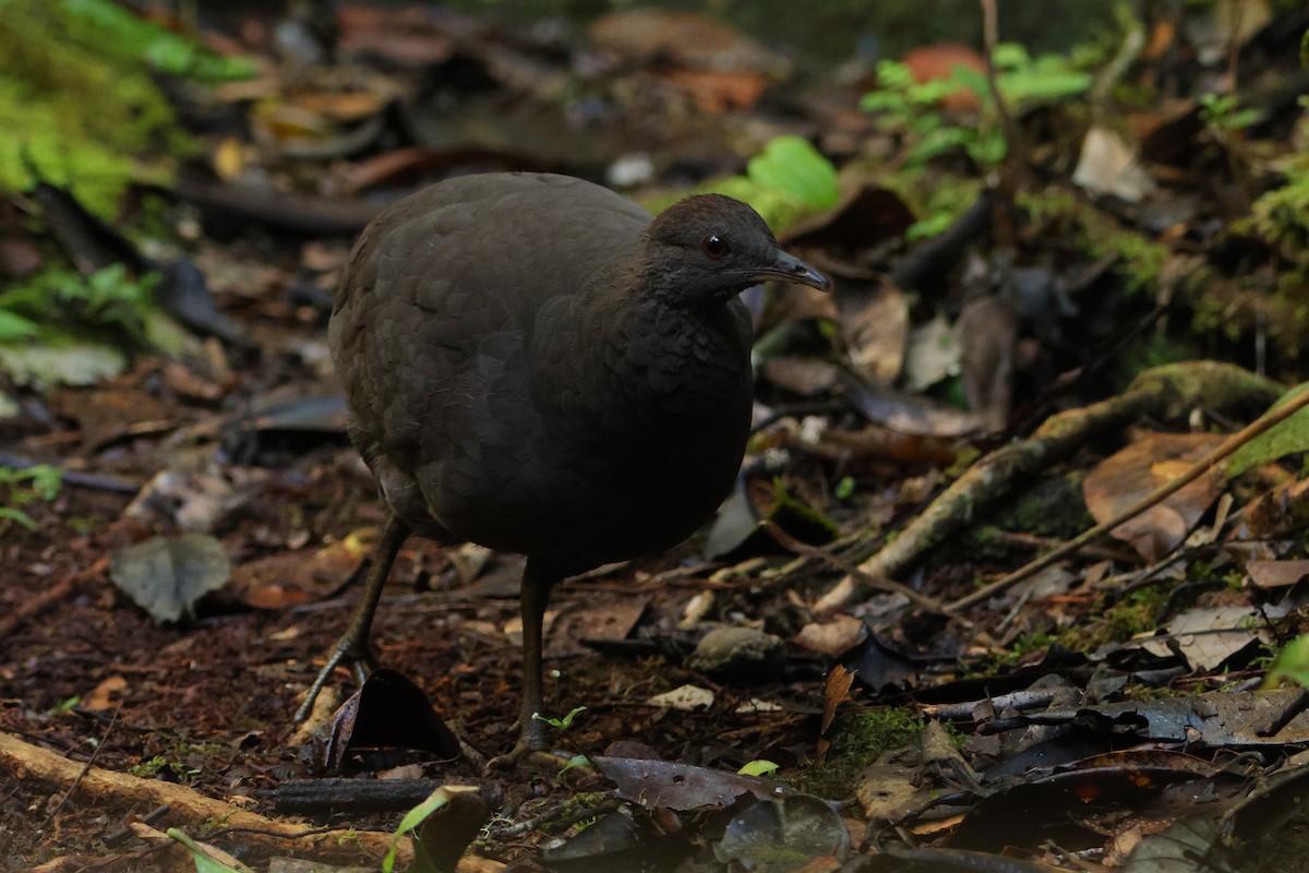 Cinereous Tinamou - ML644133254