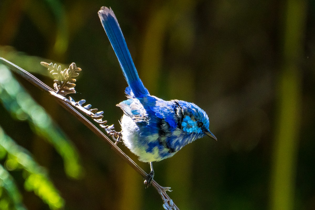 Splendid Fairywren - ML644133260