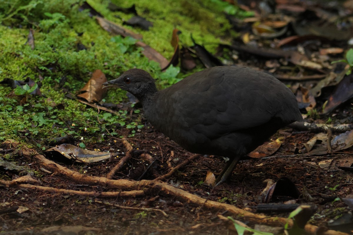 Cinereous Tinamou - ML644133266