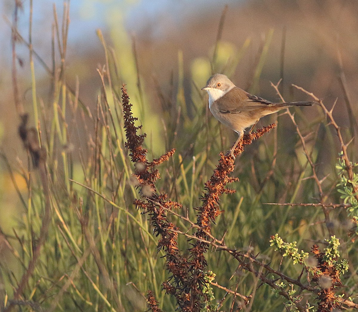 Sardinian Warbler - ML644133285