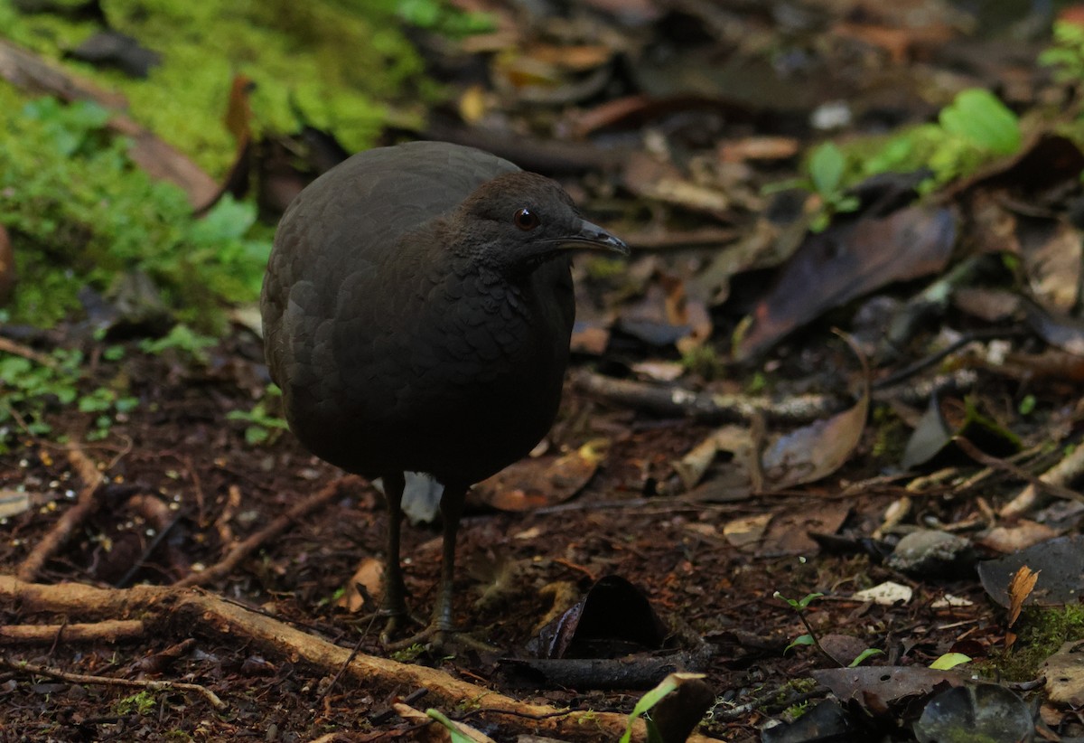 Cinereous Tinamou - ML644133289