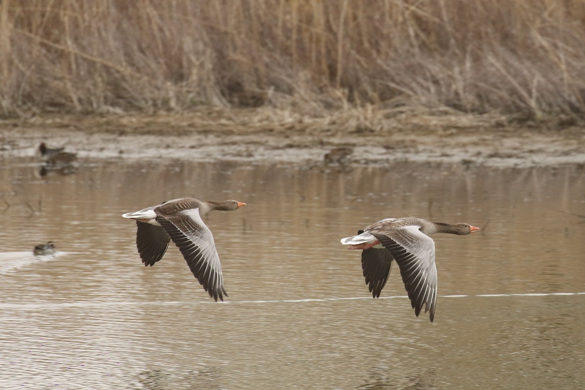 Graylag Goose - ML644133297