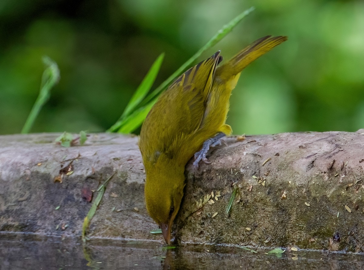 Spectacled Weaver - ML644133313