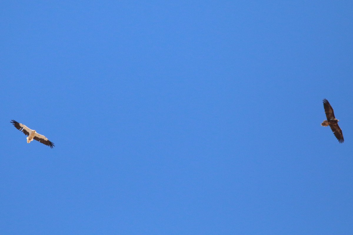 エジプトハゲワシ - ML644133319